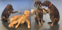 Cachorro carente viraliza na web com hábito de fazer carinho nos colegas de creche (veja o vídeo)