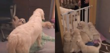 Mamãe golden retriever ensina filhotes uma importante lição sobre paciência; veja o vídeo