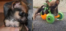 Chihuahua que nasceu sem patas dianteiras ganha carrinho de rodas sob medida (veja o vídeo)