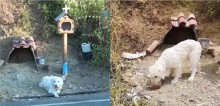 Cachorro vira-lata se recusa a deixar local em que dono faleceu há 3 anos (veja o vídeo)