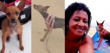 Bandido rende aposentada, rouba cachorro pinscher na orla de Itaparica e cão é atropelado