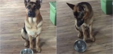 Insatisfeito com tigela vazia, cão pastor alemão ‘discute’ com dono em vídeo hilário