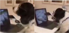 Vídeo de cão pastorando ovelhas online por conta de Covid-19 viraliza na web
