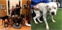 Casal acolhe cachorros idosos que ninguém quer adotar, para dar conforto e uma vida digna a eles