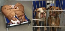 Pit bulls abandonados em abrigo choram sempre que são separados
