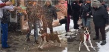 Cachorra adotada após 500 dias em abrigo recebe despedida emocionante; assista