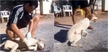 Aluno iniciante de veterinária reanima cachorro que quase morreu envenenado em Goiás; assista