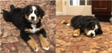Dono de funerária adota cão da raça Bernese Mountain para confortar pessoas durante cerimônia fúnebre