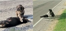 Cachorro vira-lata é visto protegendo com a pata o corpo de irmã sem vida em beira de estrada no Texas