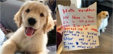Garotinho escreve carta se oferecendo para ser babá do golden retriever das suas vizinhas