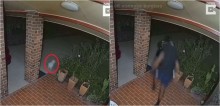 Vídeo hilário mostra pequeno cão maltês colocando ladrões para correr de sua casa - assista