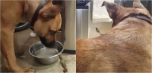 Cão grandão salva vida de beija-flor e em agradecimento pássaro não sai mais de perto dele - vídeo