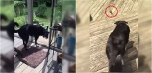 Ao perceber que pássaro está preso dentro de casa, cachorro o resgata e o devolve à natureza - vídeo