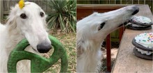 Cadela da raça borzoi com focinho mais comprido do que o normal ganha popularidade nas redes
