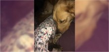 Golden retriever 'adota' gatinha de rua e a traz para casa para ela se juntar à família