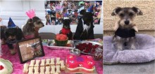 Com 6 meses de antecedência, mulher prepara mega festa de aniversário para sua cadela; vídeo