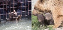 Ursa que viveu durante 10 anos em jaula inundada, é resgatada e dá à luz dois filhotes