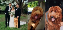 Cão goldendoodle não pôde ir ao casamento de dona, então pai da noiva a surpreende com isso