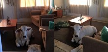 Fazendeira sai para fazer compras e encontra vaca a esperando dentro de casa quando retorna; vídeo