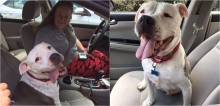 Mulher adota pit bull idosa com câncer terminal e lhe garante muito amor em seus últimos dias