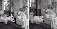 Dona sai de casa e cães golden retriever aproveitam para fazer algazarra; vídeo