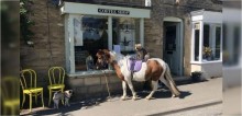 Montado em pônei, cachorro visita cafeteria na Inglaterra e imagem viraliza na internet