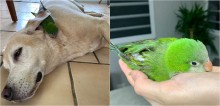 Cachorro salva a vida de periquito paraplégico e os dois se tornam amigos inseparáveis - assista
