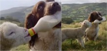 Cachorro ajuda dona a dar mamadeira para cordeiros órfãos em fazenda na Inglaterra - confira no vídeo