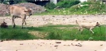 Cachorro guia vaca por uma corda e a leva para pastar em local com bastante vegetação; vídeo
