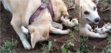 Inconformada com a morte do filhote, cadela labradora desenterra cova até encontrá-lo; vídeo