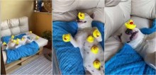 Cachorro bull terrier equilibra 8 patos de borracha enquanto dorme e vídeo viraliza nas redes sociais