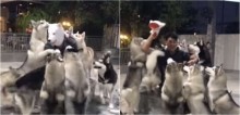 Cães huskys siberianos enlouquecem quando seu dono coloca máscara de cachorro - vídeo