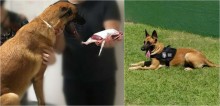 Cadela da Polícia Civil doa sangue para salvar vida de cachorro que sofre com doença do carrapato