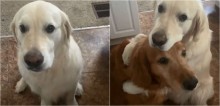 Cachorro golden retriever rouba brinquedo de irmão, depois o abraça pedindo desculpas - vídeo