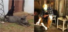 Inseparáveis, porco e gato mantêm amizade desde filhotes no Rio Grande do Sul; confira o vídeo