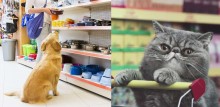 Vendas do setor voltado para animais de estimação resiste à crise do coronavírus