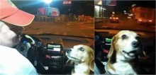 No Paraguai, taxista fascina clientes por realizar corridas com a presença da sua cadela