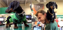 Funcionário especial: cão dachshund é responsável por receber e divertir clientes em pet shop na Inglaterra