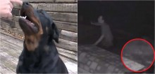 Cadela rottweiler impede indivíduo de invadir residência da família e homem pede desculpas depois