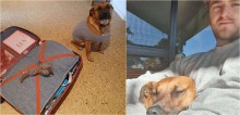 Cadela coloca brinquedo favorito na mala do seu 'babá' parecendo pedir para ir embora com ele