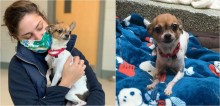 Após perder dono vítima de covid-19 e ser deixada em abrigo, cachorra chihuahua ganha nova família amorosa
