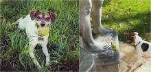Fã de bolinha de tênis, cachorro fica indignado por estátua não jogar bola de volta para ele; vídeo