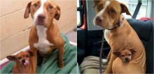Amigos inseparáveis, pit bull e chihuahua que viviam em abrigo são adotados juntos