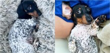 Cão da raça dachshund nasce com pelagem do corpo parecida com dálmata e conquista a internet