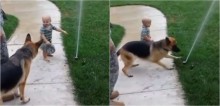 Bebê ajuda cachorro pastor alemão a superar medo de irrigador de jardim - vídeo