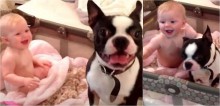 Em vídeo fofo, cão boston terrier apronta maior algazarra com bebê enquanto dona filma tudo; assista
