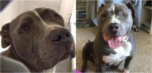 Pit bull que chorava todos os dias depois de ter sido abandonado pelos donos em abrigo, é adotado e volta a se alegrar