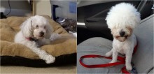 Poodle impede tosadora de terminar o corte e fica com penteado hilário