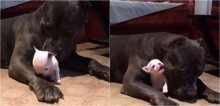 Pit bull enorme é filmado cuidando de filhotinho e imagens são de derreter o coração - vídeo