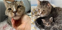 Gato de rua é resgatado por abrigo e passa a cuidar de filhotes como se fossem seus; assista